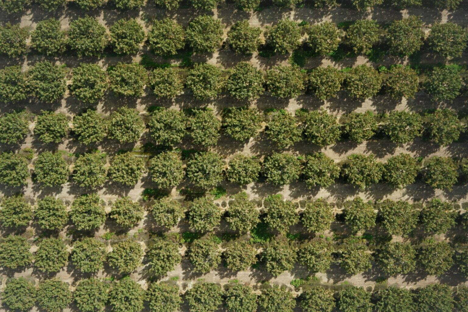 Agtech israelense capta US$30 milhões para ampliar serviços no Brasil e no mundo