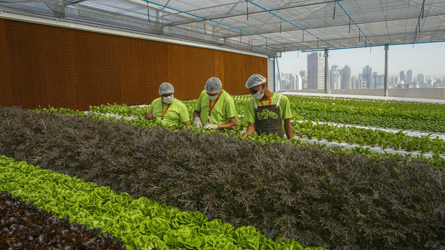 Parceria entre BeGreen e iFood cria fazenda urbana nas alturas Parceria entre BeGreen e iFood cria fazenda urbana nas alturas