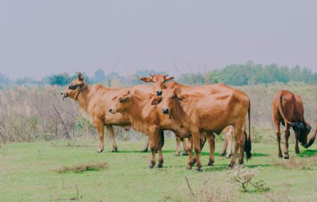 Startup que oferece sistemas de gestão para criação de gado recebe aporte da KPTL