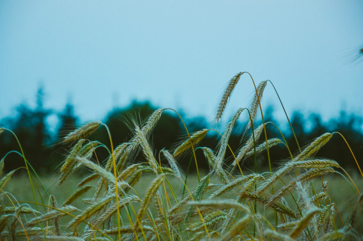 Corteva Agriscience e Cubo Itaú anunciam parceria