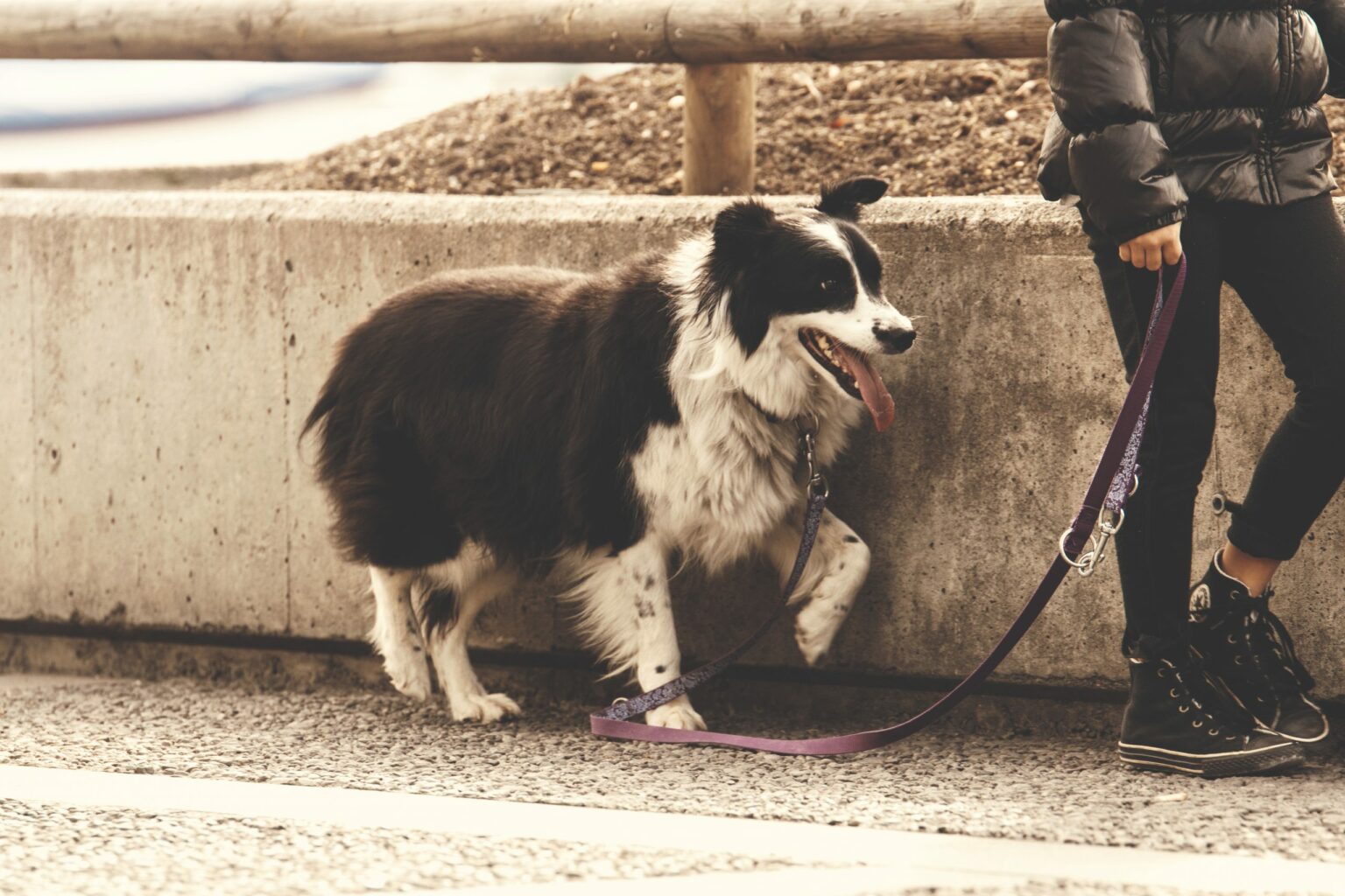 Empresa de acessórios para animais de estimação recebe aporte de R$ 100 milhões Empresa de acessórios para animais de estimação recebe aporte de R$ 100 milhões