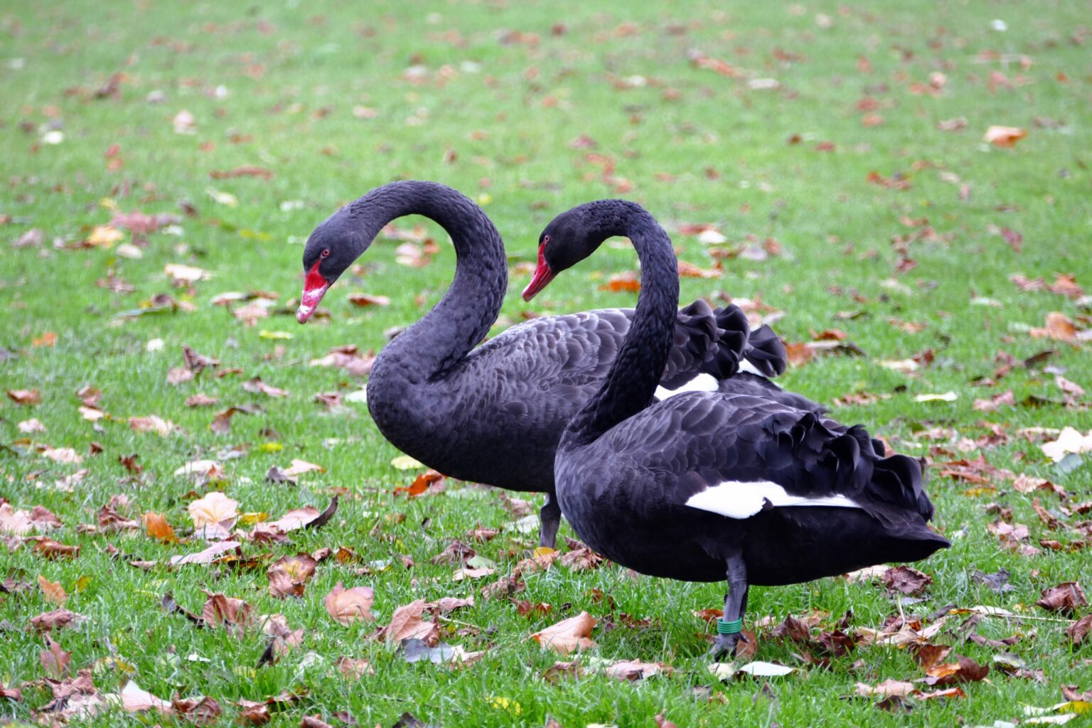 Os negócios e o Cisne Negro: como a cultura orientada à evolução contínua pode preparar sua empresa