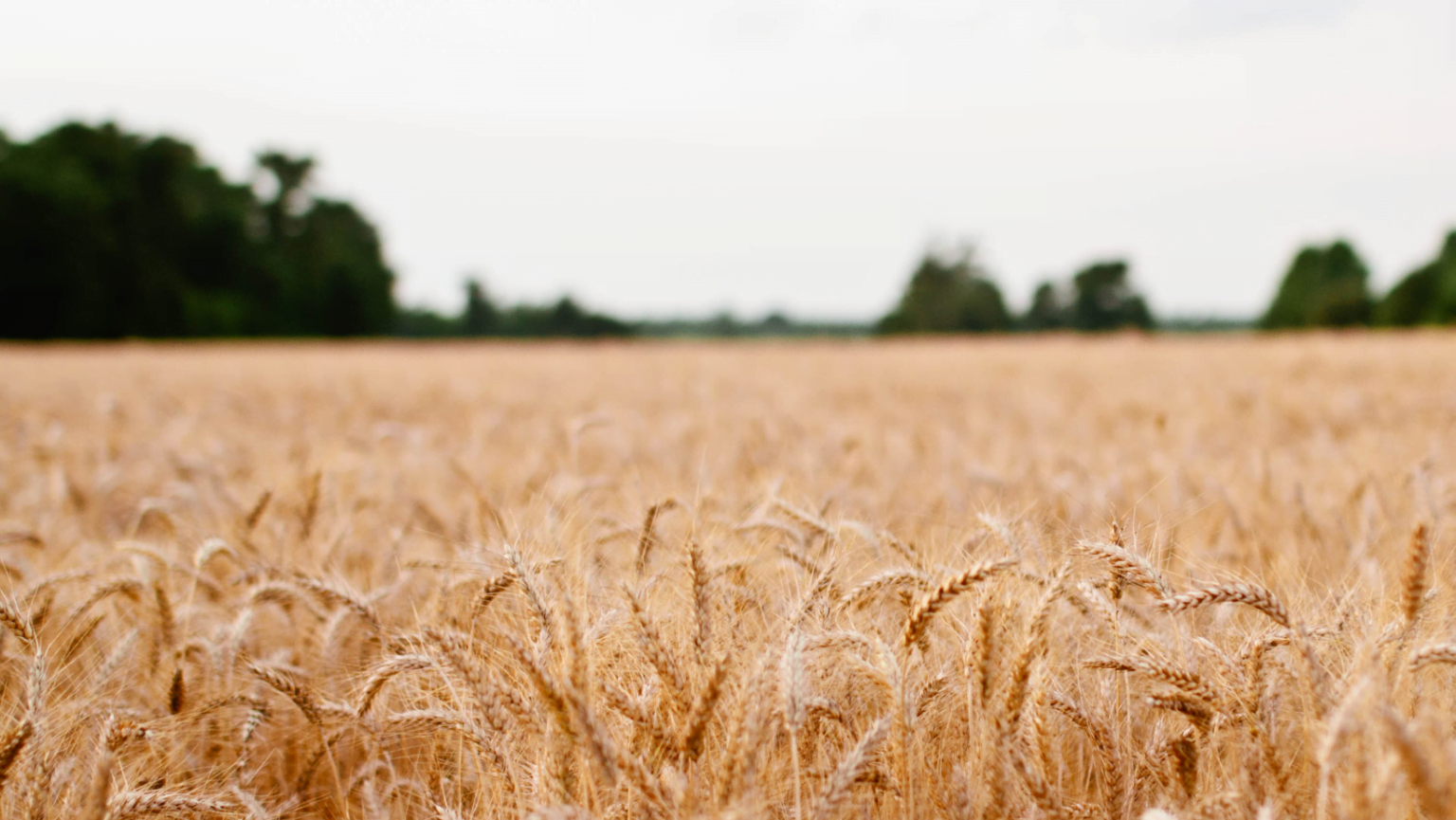 Startup de soluções para a agricultura recebe aporte de R$ 4,8 milhões Startup de soluções para a agricultura recebe aporte de R$ 4,8 milhões
