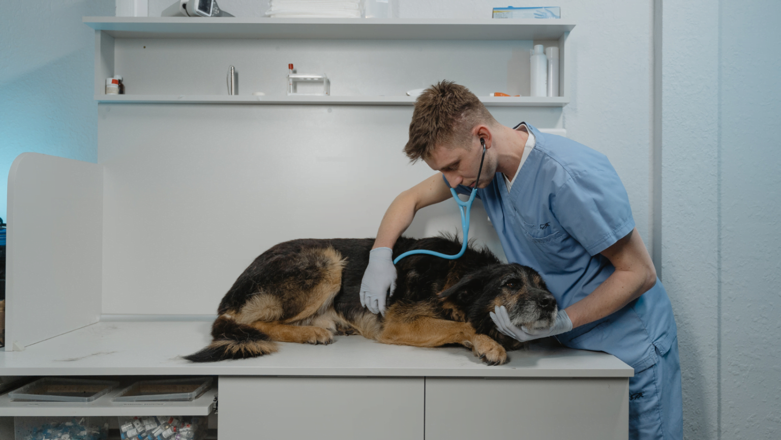 Grupo Petland adquire plataforma educacional para profissionais e estudantes de Medicina Veterinária
