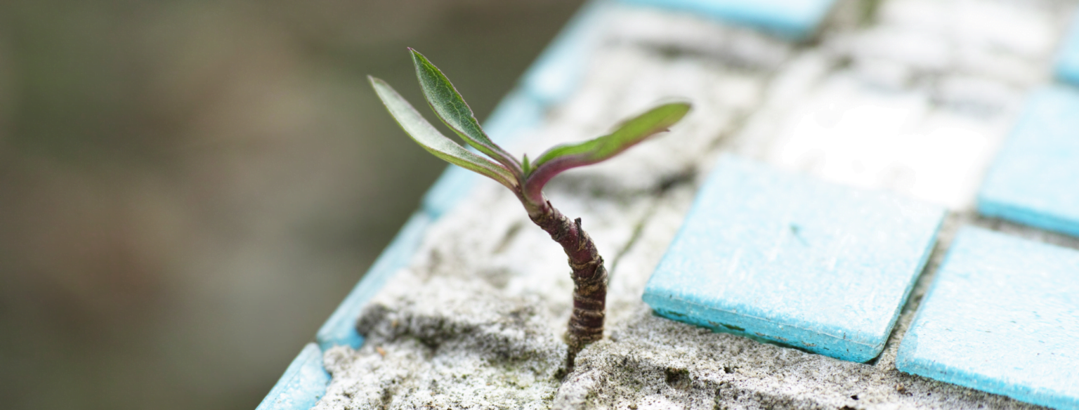 Enfim, chegou o final de 2020