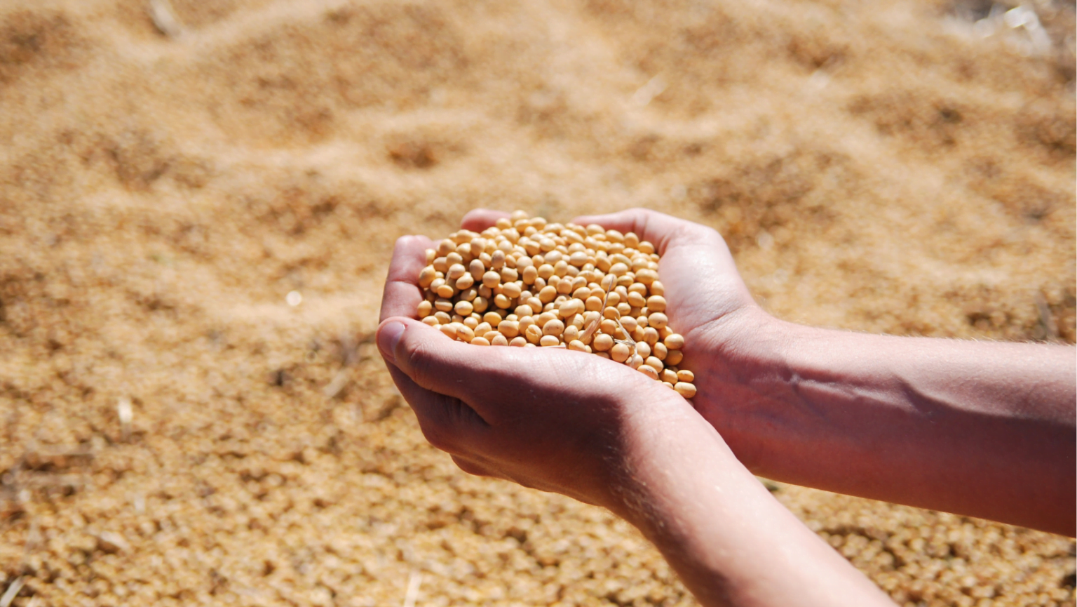 Startup de comércio digital alcança US$ 2,3 bilhões em ordens de compra e venda de commodities