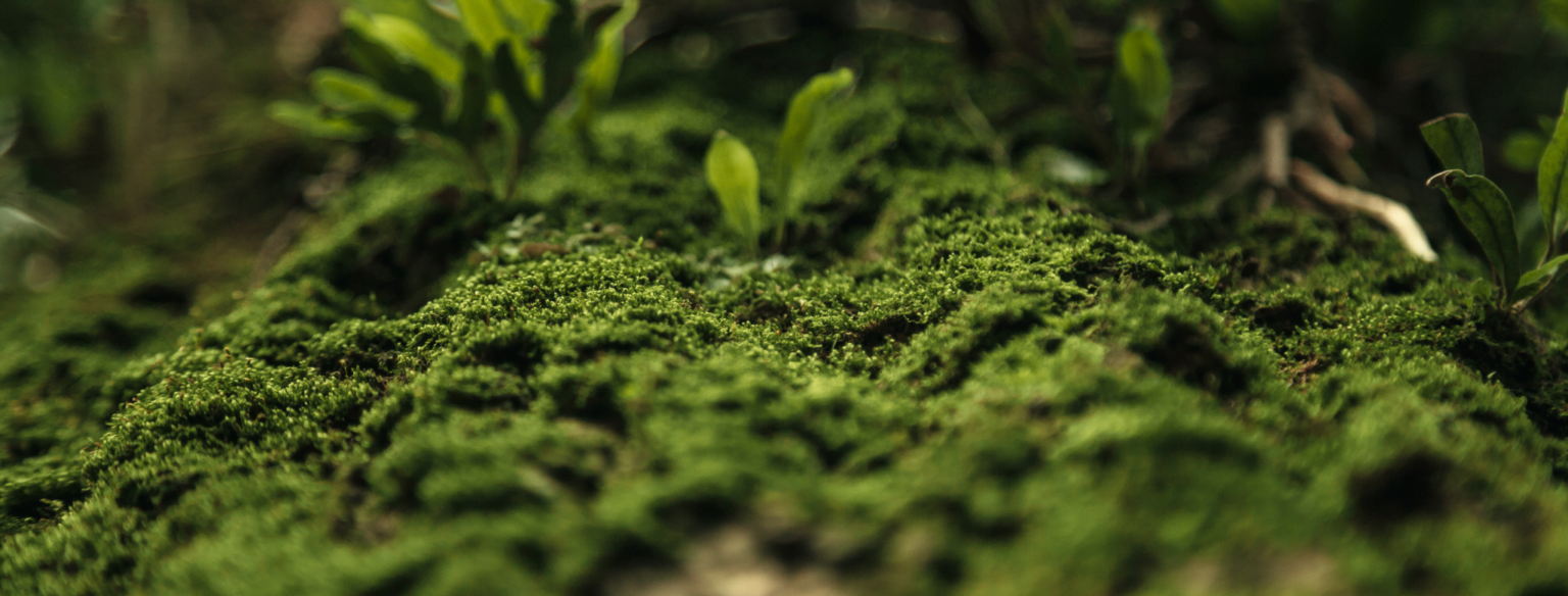 Inovação está no centro do debate sobre impacto socioambiental em 2021