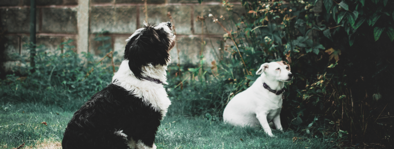 Após adquirir startup, executivo doa parte dos lucros para ONG que abriga cães abandonados Após adquirir startup, executivo doa parte dos lucros para ONG que abriga cães abandonados