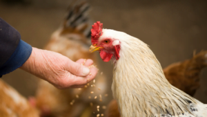 Startup que transforma carbono em ração animal recebe aporte