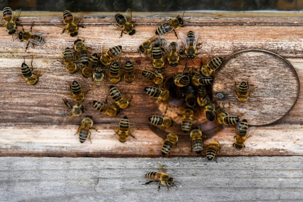 Startup conhecida como Uber das abelhas recebe investimento