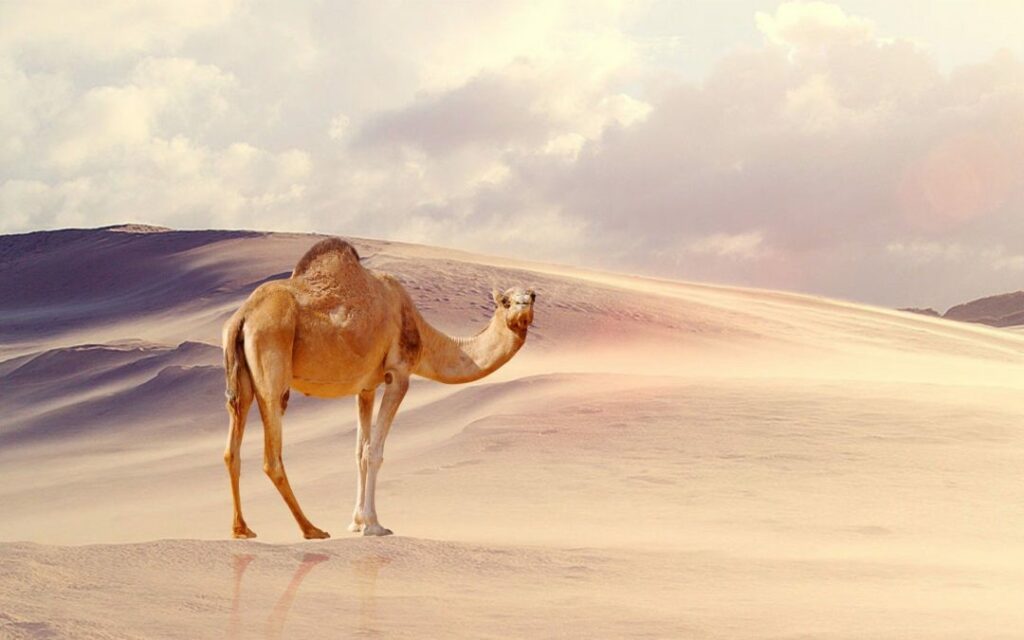 Unicórnios ou camelos? Porque a cultura da inovação precisa mudar no novo mundo