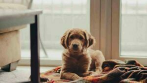 Fundo tem cheques de até R$ 400 mil para investir em startups do setor pet