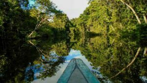 Dia da Amazônia: conheça a iniciativa para preservar 1,5 milhão de hectares da floresta