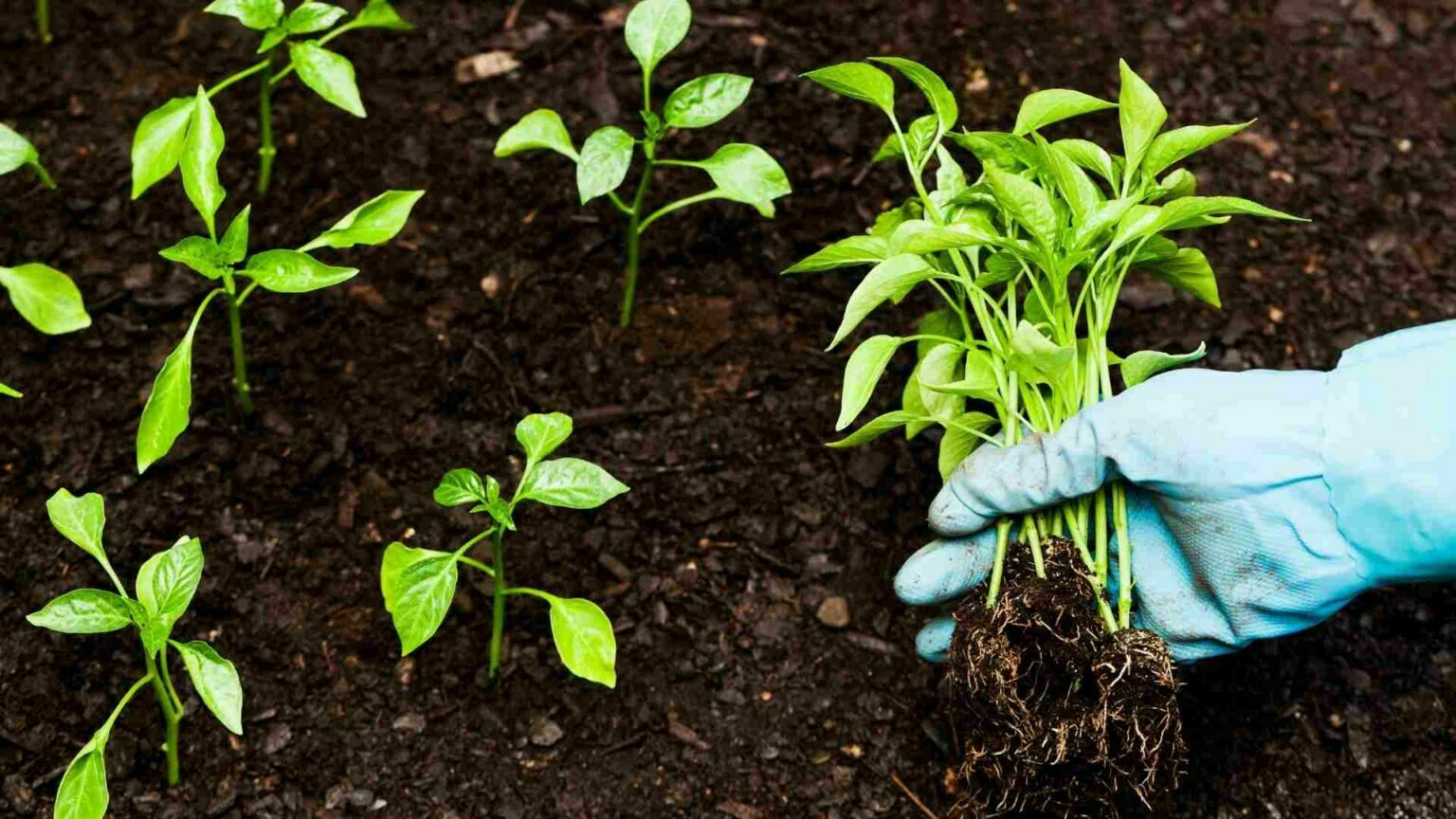 agtech bart digital recebe aporte