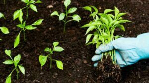 Agtech Tarvos recebe aporte de R$ 5 milhões agtech bart digital recebe aporte