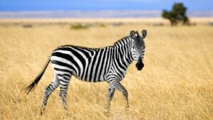 zebra