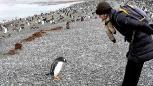 Comunicação animais
