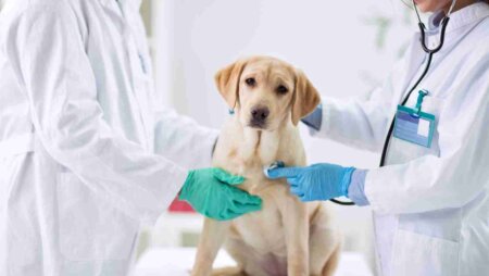 VetFamily chega ao Brasil para ajudar veterinários a profissionalizarem processos