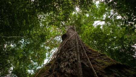 Greentech Business convoca soluções de tecnologia sustentáveis para ajudar povo Yanomami