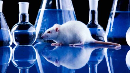 Pesquisadores desenvolvem algoritmo que simula visão e experiências de ratos