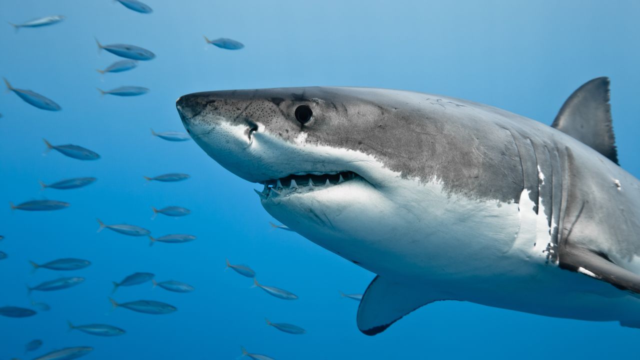 Como fisgar um tubarão? Ensinamentos de um avaliador do Shark Tank