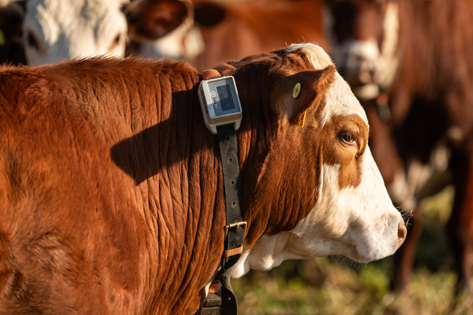 colar da agtech instabov