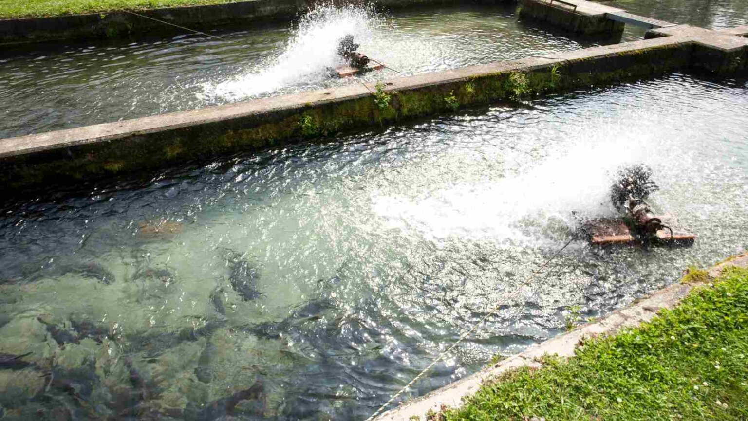 Startup Meu Pescado quer transformar a aquicultura no Brasil Meu pescado oferece informação e planejamento para criação de peixes e camarões