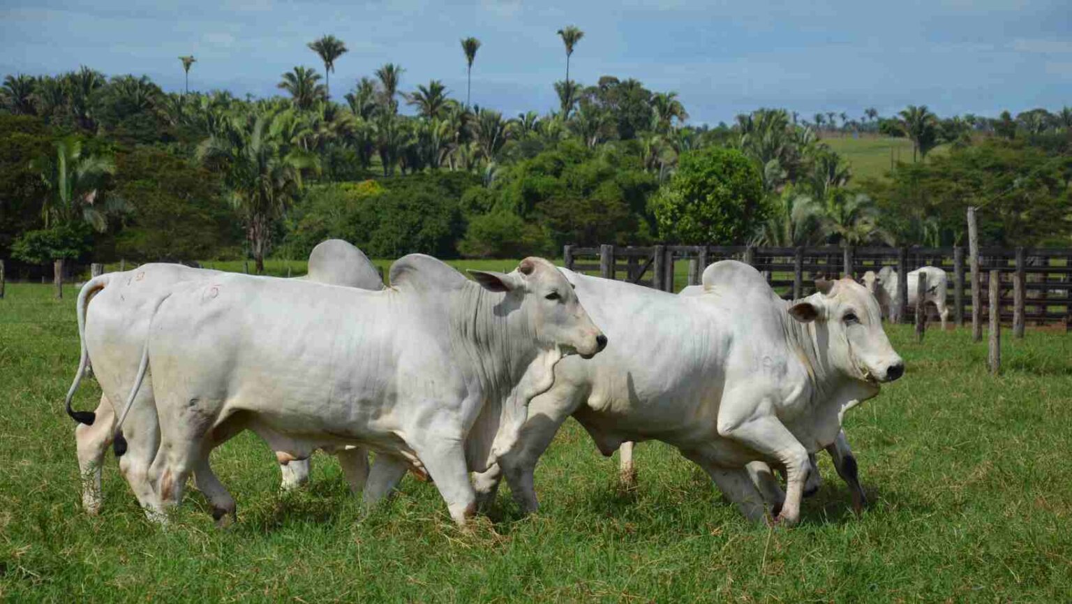 Conheça a Gado Certo, solução completa para se compra e venda de gado Conheça a Gado Certo, uma solução inovadora e segura para se comprar e vender gado