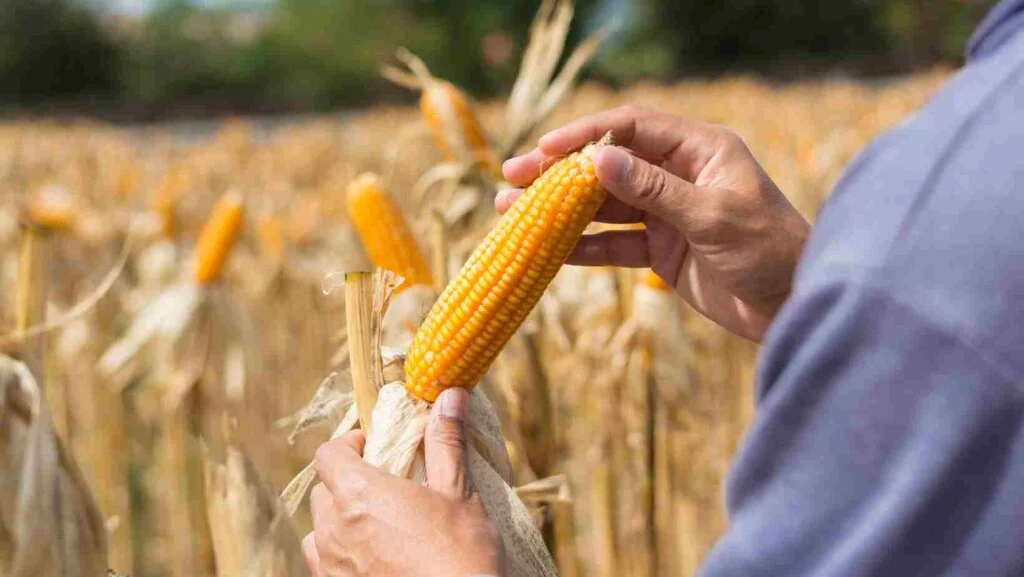 Muda Meu Mundo aproxima produtor rural de varejistas para diminuir custos Muda Meu Mundo aproxima produtor rural de varejistas para diminuir custos