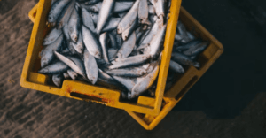 Sustineri Piscis capta R$ 9,39 milhões na EqSeed Sustineri Piscis