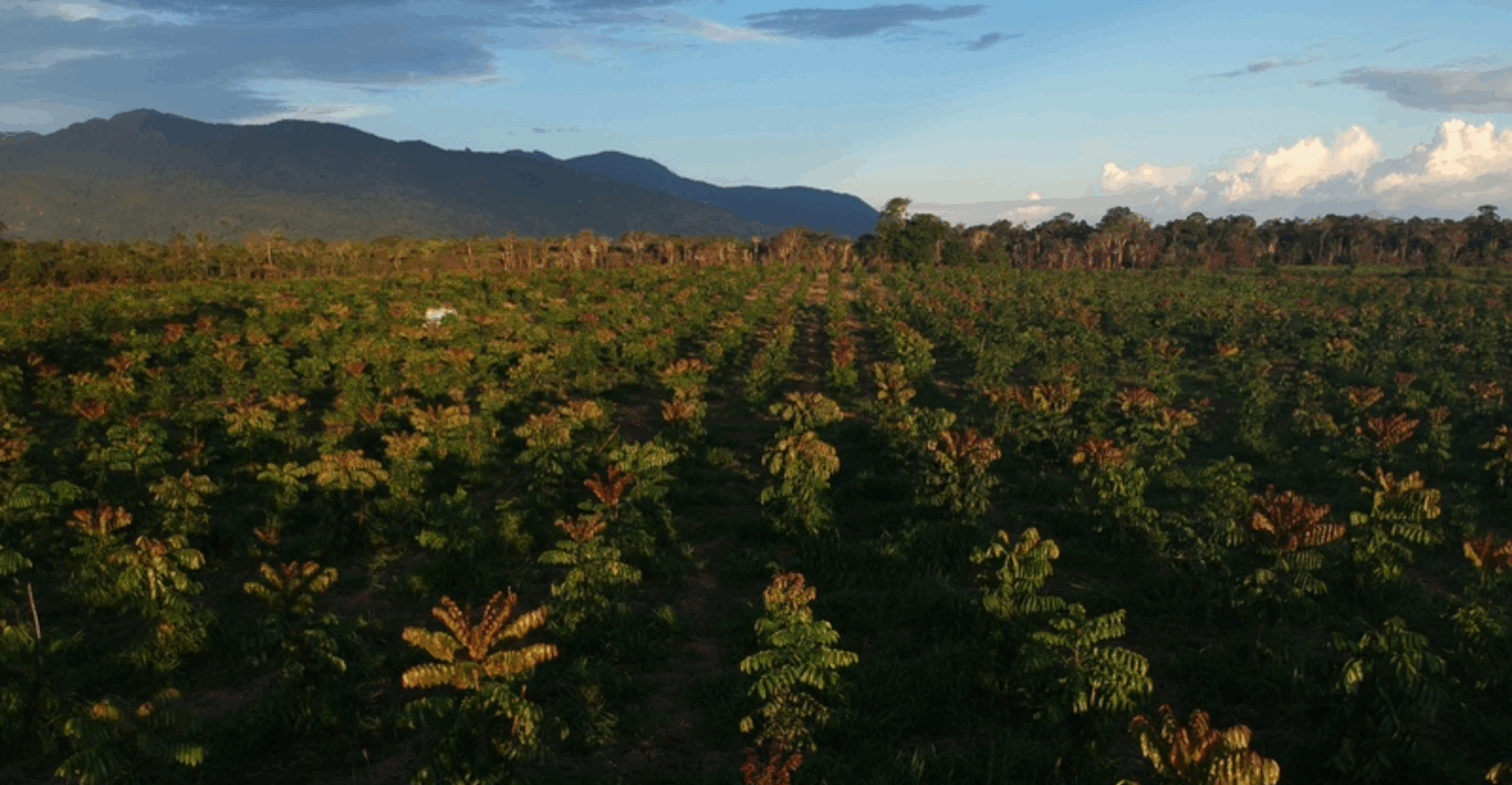 Radix Florestal recebe R$ 10 milhões para ampliar atuação em reflorestamento na Amazônia