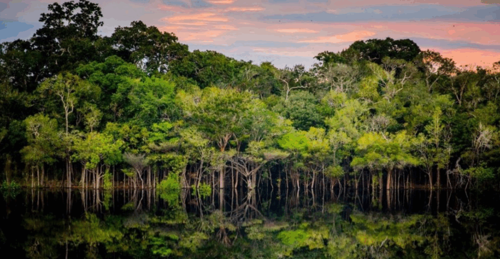 Mahta recebe aporte de R$ 20 mi para desenvolver novos ‘superalimentos’ da Amazônia mahta