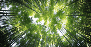 HuNIm estrutura hub para negócios de impacto na Amazônia com participação indígena HuNIm