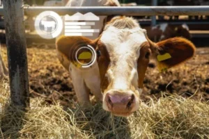 Agronegócio brasileiro avança na tokenização de ativos de carne, osso e chifre