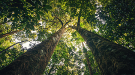 Qual o impacto esperado pelo Governo com a nova chamada para inovação verde no Brasil